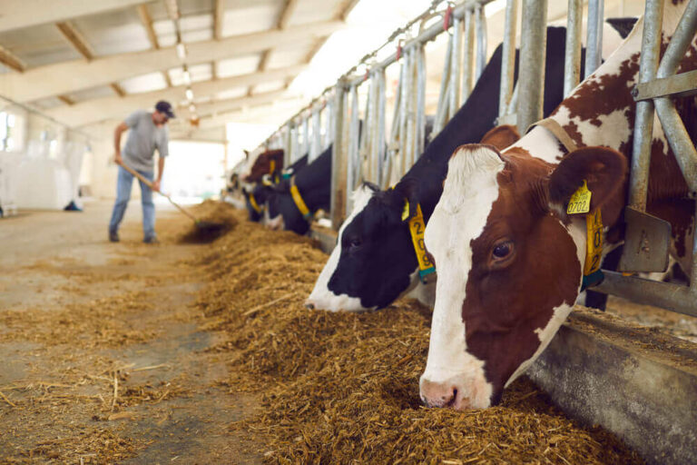 Cows feeding