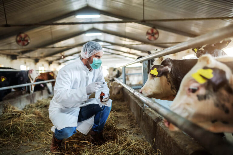 Vet inspecting cattle